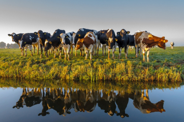 В США выявлен новый случай загадочной гибели скота